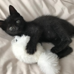 とにかく可愛い！黒猫の男の子です！