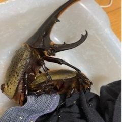 残り1匹！
ヘラクレスオオカブト幼虫⑦の画像