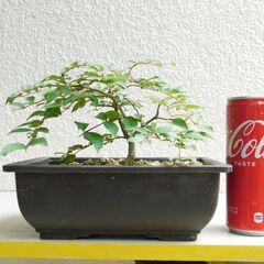 盆栽サルスベリ