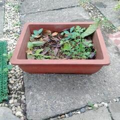 植木　3の画像