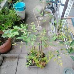 植木　3の画像