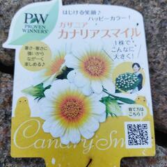 カナリアスマイル
