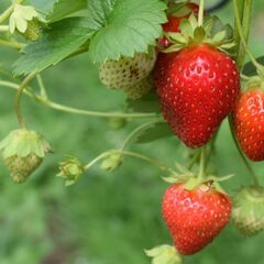 【日払い】【短期1日〜OK！】愛媛県東温市でいちご苗の採苗作業の...