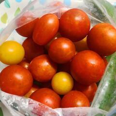 予約よりも早い者勝ち  限定  野菜色々