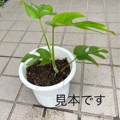 モンステラ〈1株〉の画像