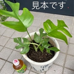 モンステラ〈1株〉の画像