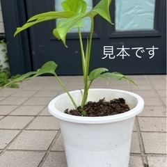 モンステラ〈1株〉