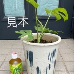 モンステラ〈1株〉の画像