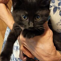 スーパー元気！な黒仔猫ちゃん姉妹！一か月半