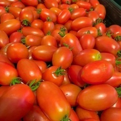 農薬不使用アイコ（ミニトマト）200グラム200円 約7粒