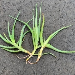【植物】アロエ