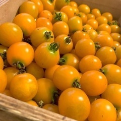 農薬不使用イエローミニトマトミニトマト200グラム200円 約11粒