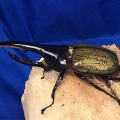 ①ヘラクレスオオカブト　♂の画像