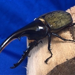 ①ヘラクレスオオカブト　♂の画像