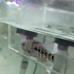 熱帯魚　テキサスシクリッドの画像