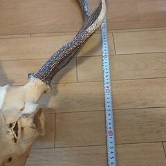 鹿の頭蓋骨付き角