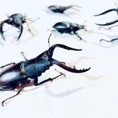 ノコギリクワガタ　ペア　早い者勝ち！