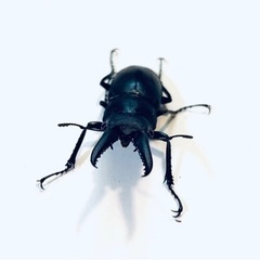 ノコギリクワガタ　ペア　早い者勝ち！の画像