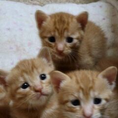 子猫の里親を探しています。避妊手術と、虚勢手術が予約が込み合い2ヵ月ほど待ち手術は済みましたが間に合わずに妊娠しました - 犬山市