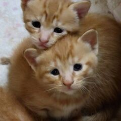 子猫の里親を探しています。避妊手術と、虚勢手術が予約が込み合い2...