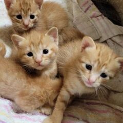 子猫の里親を探しています。避妊手術と、虚勢手術が予約が込み合い2ヵ月ほど待ち手術は済みましたが間に合わずに妊娠しました - 猫