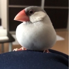 シルバー文鳥 オス2才(7/6里親様決まりました)