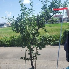 果物　プラム(180cm以上)植え替え購入時期は今！
