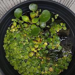 ホテイ草他水草