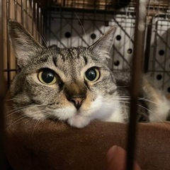 とっても甘えん坊の茶トラちゃん