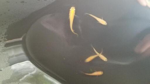 紅帝ヒレ長F2稚魚(若魚)3匹セット1000円