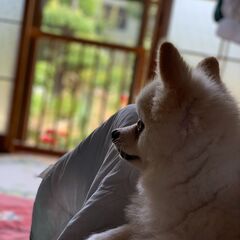 【犬好き限定】【一人・初参加多数！】🐶新宿カフェ会🐶　広々カフェ...