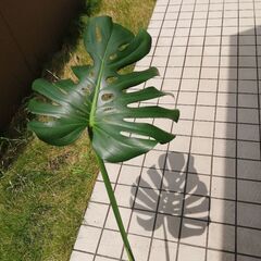 観葉植物モンステラ(植木鉢ごとok)お取引中です7/18