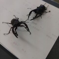 ノコギリクワガタ