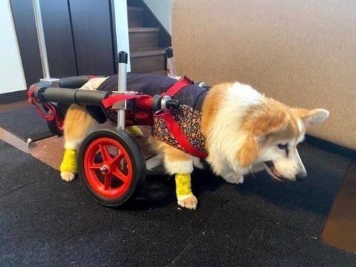 犬の車椅子