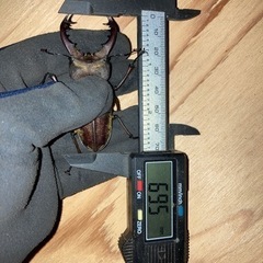 秋田県産 大型ミヤマクワガタ♂69.5mm