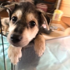 のんびり屋の男の子！生後2ヶ月☆アル君 - 犬
