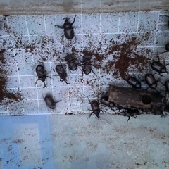 カブト虫　800円