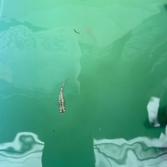 メダカ・サボテンの針子の画像