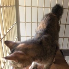 小柄な可愛いキジトラさびの女の子 − 愛知県