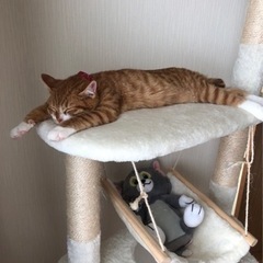 猫 迷子