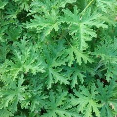 ローズゼラニウム（蚊連草）苗　挿し穂１本の画像