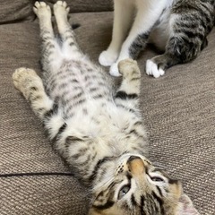 イケメンキジトラ♡らんまるくん − 島根県