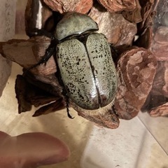 グラントシロカブト　ペアの画像