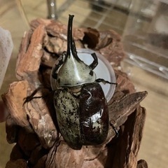 グラントシロカブト　ペアの画像