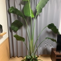オーガスタ　2m