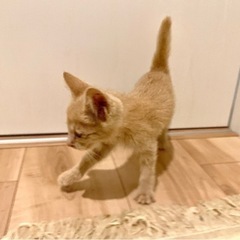 生後1ヶ月半くらいの薄い茶トラの元気な子 - 彦根市