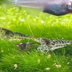 ミナミヌマエビ　20匹　熱帯魚水槽　メダカ水槽にの画像