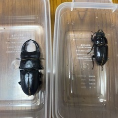 [新成虫／B品]国産オオクワガタ　♂1 ♀2の画像