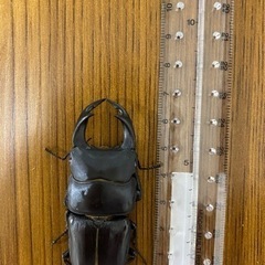 [新成虫／B品]国産オオクワガタ　♂1 ♀2の画像