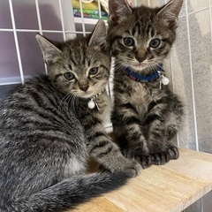 MIXねこ☆イケメン兄弟里親様決まりました！